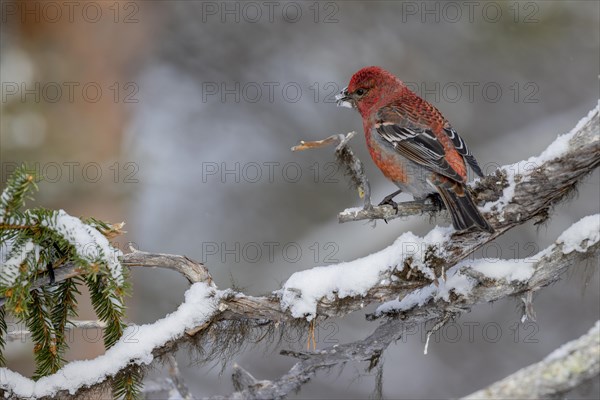 Pine grosbeak (Pinicola enucleator), in the snow, Kaamanen, Finland, Europe