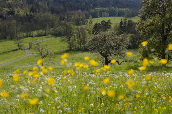 Spring in the Rottal near Wielandsweiler, Mainhardter Wald, Schwaebisch-Fraenkischer Wald Nature Park, Schwaebisch Hall, Hohenlohe, Heilbronn-Franken, Baden-Wuerttemberg, Germany, Europe