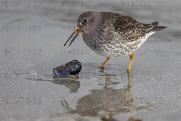 Purple Sandpiper (Calidris maritima), eating the contents of a Bivalve, Varangerfjord, northern Norway