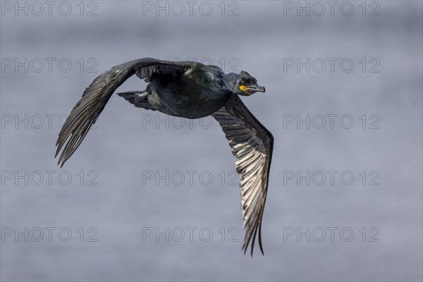 Common shag (Phalacrocorax aristotelis), flies, feathers, winter, in the snow, Hornoya, Hornoya, Varangerfjord, Finmark, Northern Norway