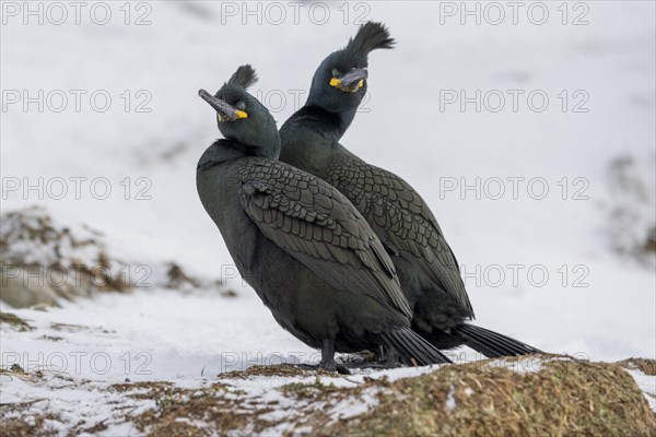 Common shag (Phalacrocorax aristotelis), pair, plumage, winter, in the snow, Hornoya, Hornoya, Varangerfjord, Finmark, Northern Norway