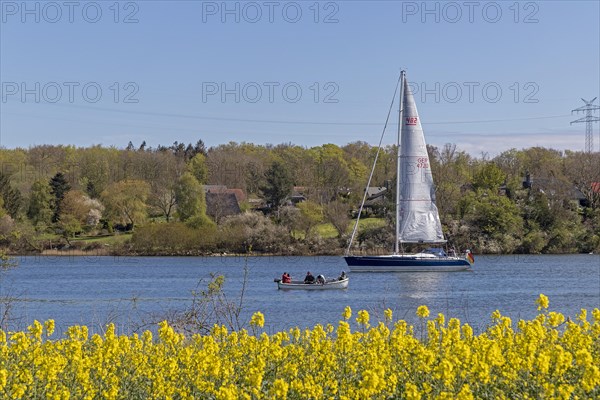 Sailing boat, herring fishing, rape field, Rabelsund, Rabel, Kappeln, Schlei, Schleswig-Holstein, Germany, Europe