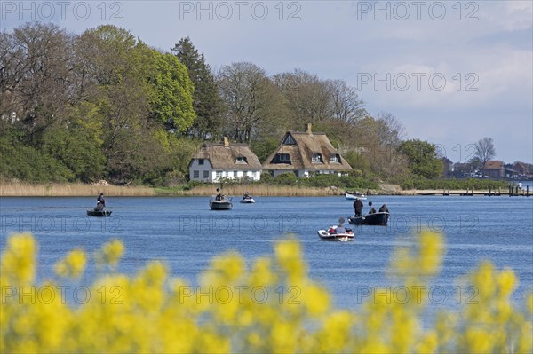 Thatched roof houses, herring fishing, boats, rape field, Rabelsund, Rabel, Schlei, Schleswig-Holstein, Germany, Europe