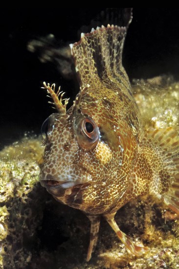 Close-up image of head Head portrait Tentacled Blenny (Parablennius tentacularis) looking directly at viewer, Mediterranean Sea
