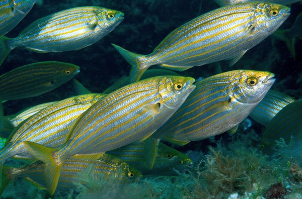 Close-up of small group of salema porgy (Sarpa salpa) swimming over algae carpet accumulates algal toxin in flesh when eating algae, Mediterranean Sea