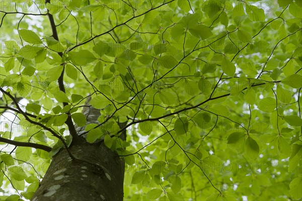 Leaf development on the Beech (Fagus), photosynthesis, absorption, light absorption, green, leaf green, chlorophyll, forest, tree, Swabian-Franconian Forest nature park Park, spring, April, Swabian Hall, Hohenlohe, Heilbronn-Franconia, Baden-Wuerttemberg, Germany, Europe