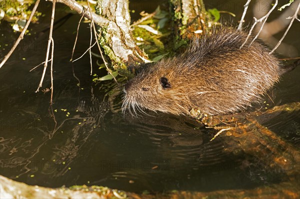 Nutria (Myocastor coypus) young animal, Wilhelmsburg, Hamburg, Germany, Europe