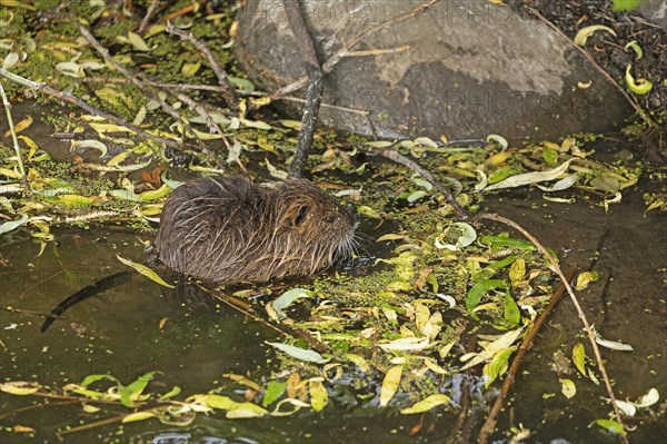 Nutria (Myocastor coypus) young animal, Wilhelmsburg, Hamburg, Germany, Europe