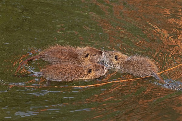 Three Nutria (Myocastor coypus) young animals poking their snouts together in the water, Wilhelmsburg, Hamburg, Germany, Europe