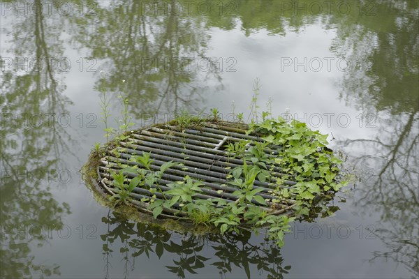 Sprouting greenery at the drainage shaft in the castle pond, gully, New Castle, Gaildorf, Limpurger Land, Schwaebisch-Franconian Forest nature park Park, Schwaebisch Hall, Hohenlohe, Heilbronn-Franconia, Baden-Wuerttemberg, Germany, Europe