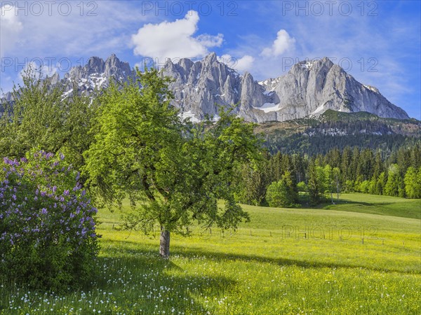 Wilder Kaiser in spring, Lilac and trees, flower meadow, blue sky, Going am Wilden Kaiser, Tyrol, Austria, Europe