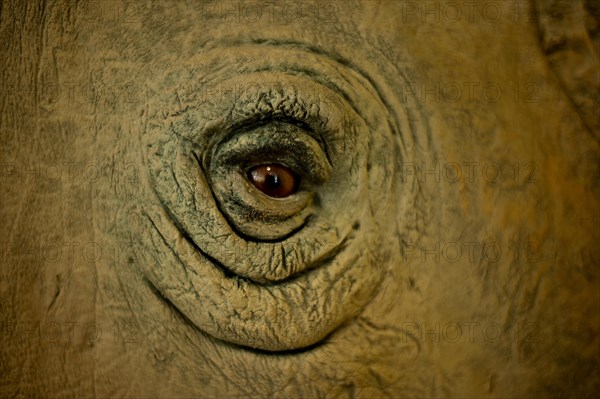 Eye, white rhino (ceratotherium simum), stuffed, National museum, Nairobi, Kenya, Africa