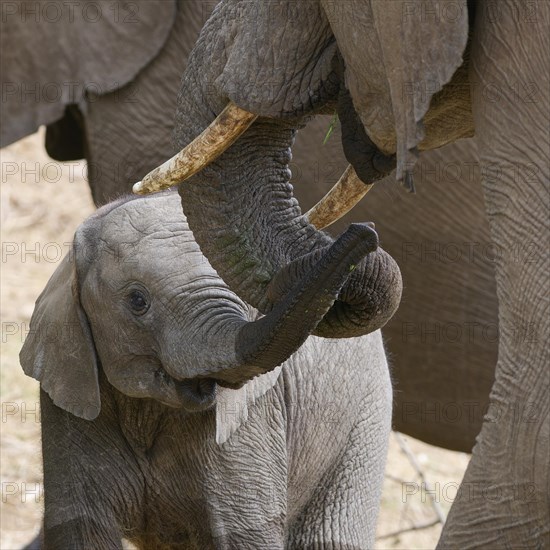 African bush elephants (Loxodonta africana), mother with elephant baby, display of affection, Olifants Riverbed, Kruger National Park, South Africa, Africa
