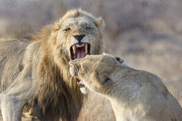African lions (Panthera leo melanochaita), two adults, male and female, roaring face to face, ready to fight, morning light, Kruger National Park, South Africa, Africa