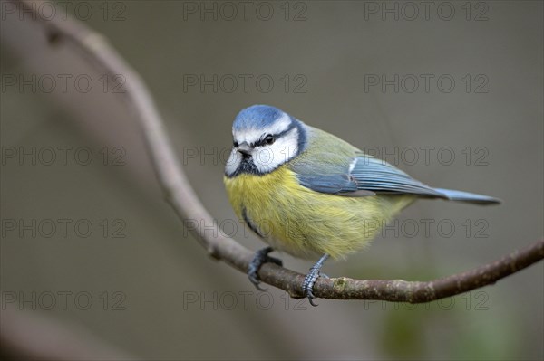 Blue tit (Parus caeruleus), adult bird, Dingdener Heide nature reserve, North Rhine-Westphalia, Germany, Europe