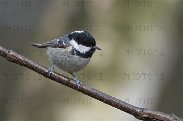 Coal tit (Parus ater), adult bird, Dingdener Heide nature reserve, North Rhine-Westphalia, Germany, Europe