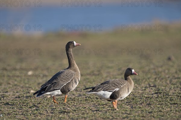 Greater white-fronted goose (Anser albifrons), two adult birds, Bislicher Insel, Xanten, Lower Rhine, North Rhine-Westphalia, Germany, Europe