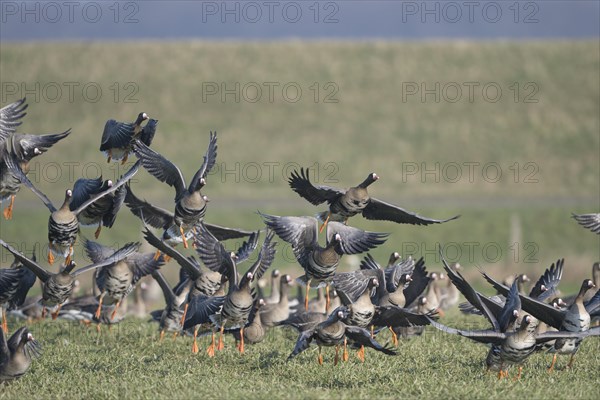 Greater white-fronted goose (Anser albifrons), flock of geese taking off, Bislicher Insel, Xanten, Lower Rhine, North Rhine-Westphalia, Germany, Europe