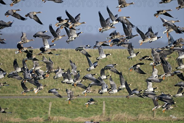 Greater white-fronted goose (Anser albifrons) and barnacle goose (Branta leucopsis), flock of geese taking off, Bislicher Insel, Xanten, Lower Rhine, North Rhine-Westphalia, Germany, Europe