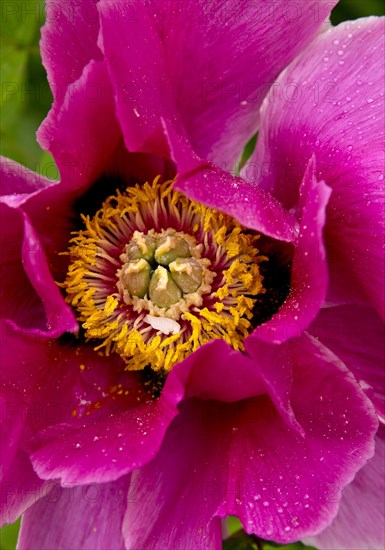 Blossom of a shrub peony (Paeonia), Witten, North Rhine-Westphalia, Germany, Europe