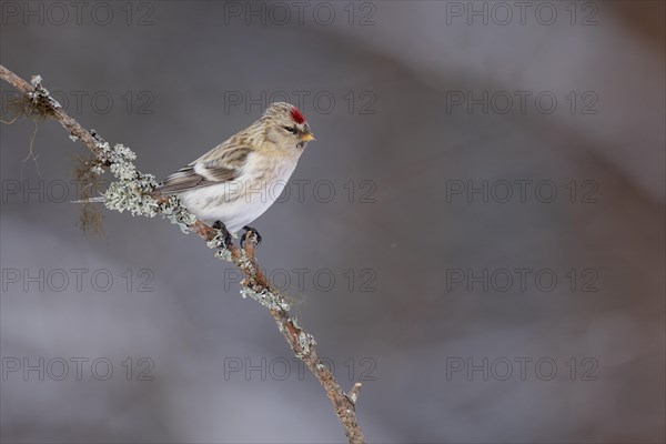 Northern arctic redpoll (Acanthis hornemanni), in the snow, Kaamanen, Finland, Europe