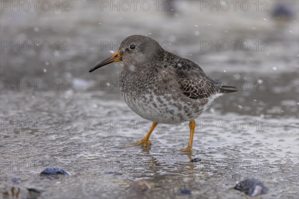 Purple Sandpiper (Calidris maritima), on the beach, during snowfall, Varangerfjord, northern Norway