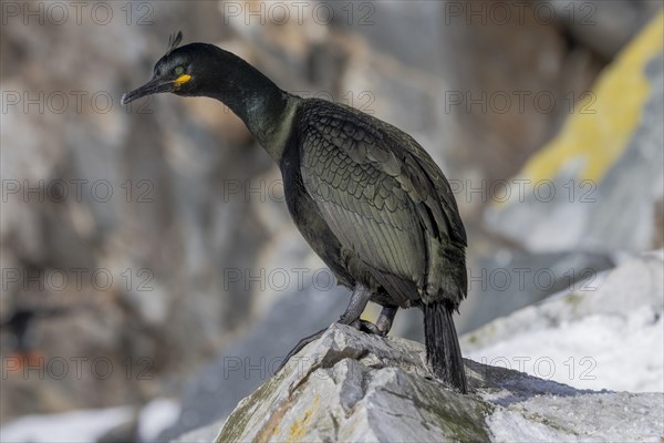 Common shag (Phalacrocorax aristotelis), feather crest, winter, in the snow, Hornoya, Hornoya, Varangerfjord, Finmark, Northern Norway