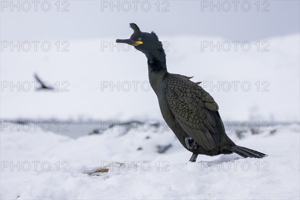 Common shag (Phalacrocorax aristotelis), feather crest, winter, in the snow, Hornoya, Hornoya, Varangerfjord, Finmark, Northern Norway