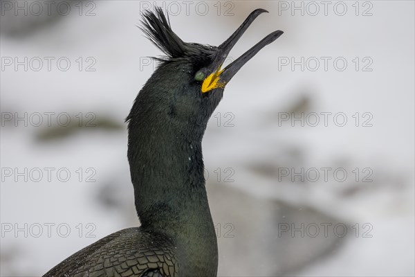 Common shag (Phalacrocorax aristotelis), portrait, calling, crest of feathers, winter, in the snow, Hornoya, Hornoya, Varangerfjord, Finmark, Northern Norway