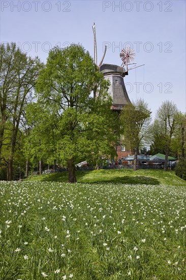 Mill Am Wall and flower field in the Wallanlagen in Bremen, Hanseatic City, State of Bremen, Germany, Europe