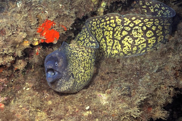 Small specimen of mediterranean moray (Muraena helena) Moray eel swimming in small cave towards viewer threatening with open mouth, Mediterranean Sea