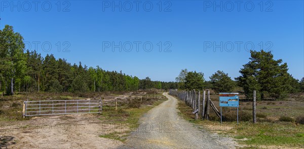 Schoenower Heide nature reserve, Schoenow, Brandenburg, Germany, Europe