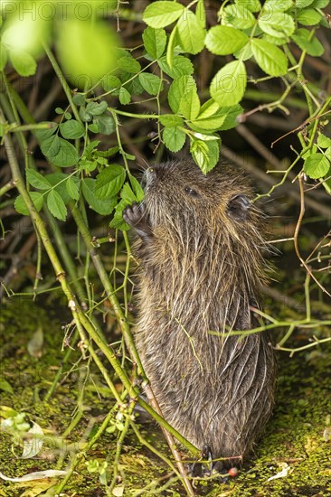 Nutria (Myocastor coypus) young animal standing on hind legs and eating leaf, Wilhelmsburg, Hamburg, Germany, Europe