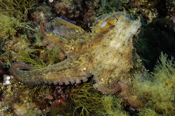 Common octopus (Octopus vulgaris) Cuttlefish Cephalopod Octopus sits in rocky reef between algae looks directly at the observer, Mediterranean Sea
