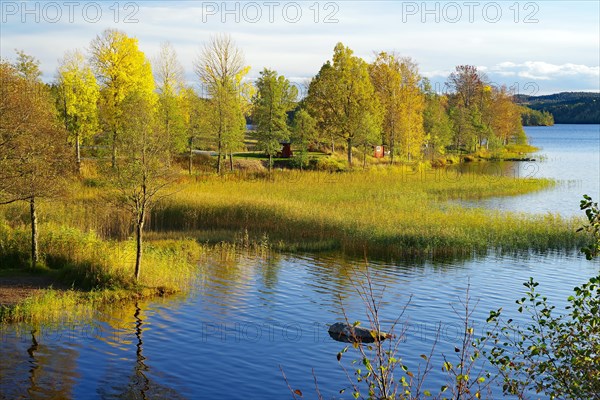 Autumn coloured trees on the calm water of a reedy lake, foliage colouring, Hoegbyn, Dals Langed, Dalsland Canal, Sweden, Europe