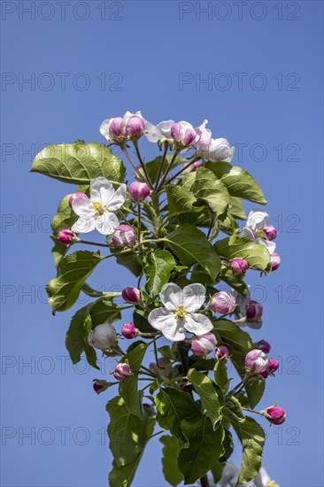 Apple blossom, blossoming apple tree on Lake Constance, close-up, Hagnau, Baden-Wuerttemberg, Germany, Europe