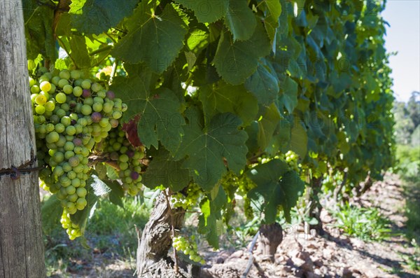 Beautiful vine of European grapes in Uruguayan winery in Canelos region. Moscato grapes