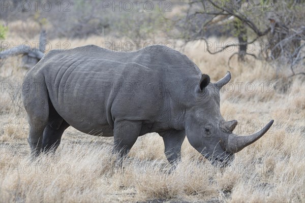 Southern white rhinoceros (Ceratotherium simum simum), adult female walking in dry grass, foraging, with a red-billed oxpecker (Buphagus erythrorynchus) on her face, Kruger National Park, South Africa, Africa