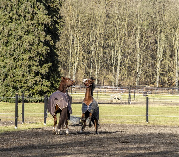 Horses in a paddock in Berlin Frohnau, Berlin, Germany, Europe