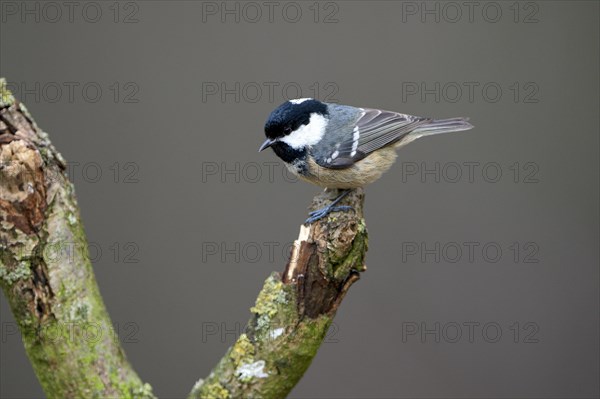 Coal tit (Parus ater), adult bird, Dingdener Heide nature reserve, North Rhine-Westphalia, Germany, Europe