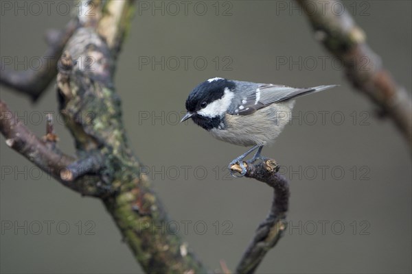 Coal tit (Parus ater), adult bird, Dingdener Heide nature reserve, North Rhine-Westphalia, Germany, Europe