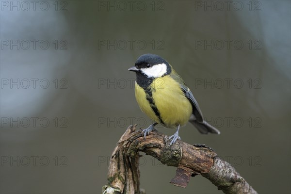 Great tit (Parus major), adult bird, Dingdener Heide nature reserve, North Rhine-Westphalia, Germany, Europe