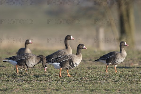 Greater white-fronted goose (Anser albifrons), group of adult birds, Bislicher Insel, Xanten, Lower Rhine, North Rhine-Westphalia, Germany, Europe