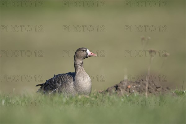 Greater white-fronted goose (Anser albifrons), adult bird, in a meadow, Bislicher Insel, Xanten, Lower Rhine, North Rhine-Westphalia, Germany, Europe