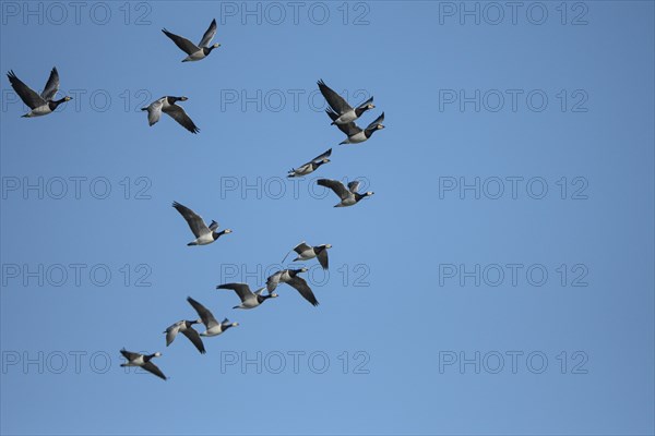 Barnacle goose (Branta leucopsis), group of geese in flight, in front of a blue sky, Bislicher Insel, Xanten, Lower Rhine, North Rhine-Westphalia, Germany, Europe