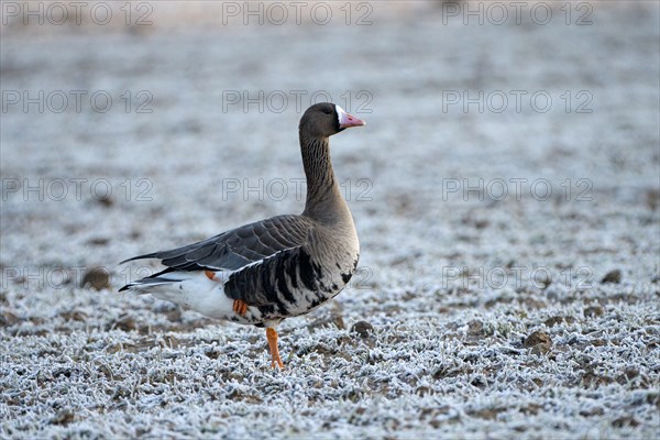 Greater white-fronted goose (Anser albifrons), adult bird, in frost, hoarfrost on the ground, Bislicher Insel, Xanten, Lower Rhine, North Rhine-Westphalia, Germany, Europe