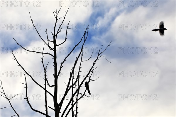 Two European magpies (Pica pica), one sitting in a bare tree and another magpie flying away, Grevenbroich, North Rhine-Westphalia, Germany, Europe