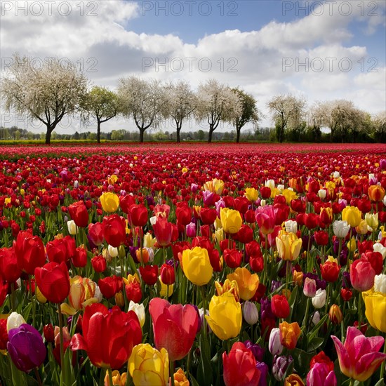 Splendid mixture on the tulip field in front of blossoming fruit trees, Grevenbroich, Lower Rhine, North Rhine-Westphalia, Germany, Europe