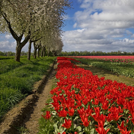 Tulip field and blossoming fruit trees, Grevenbroich, Lower Rhine, North Rhine-Westphalia, Germany, Europe