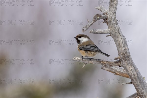 Grey-headed chickadee (Poecile cinctus), in the snow, Kaamanen, Finland, Europe